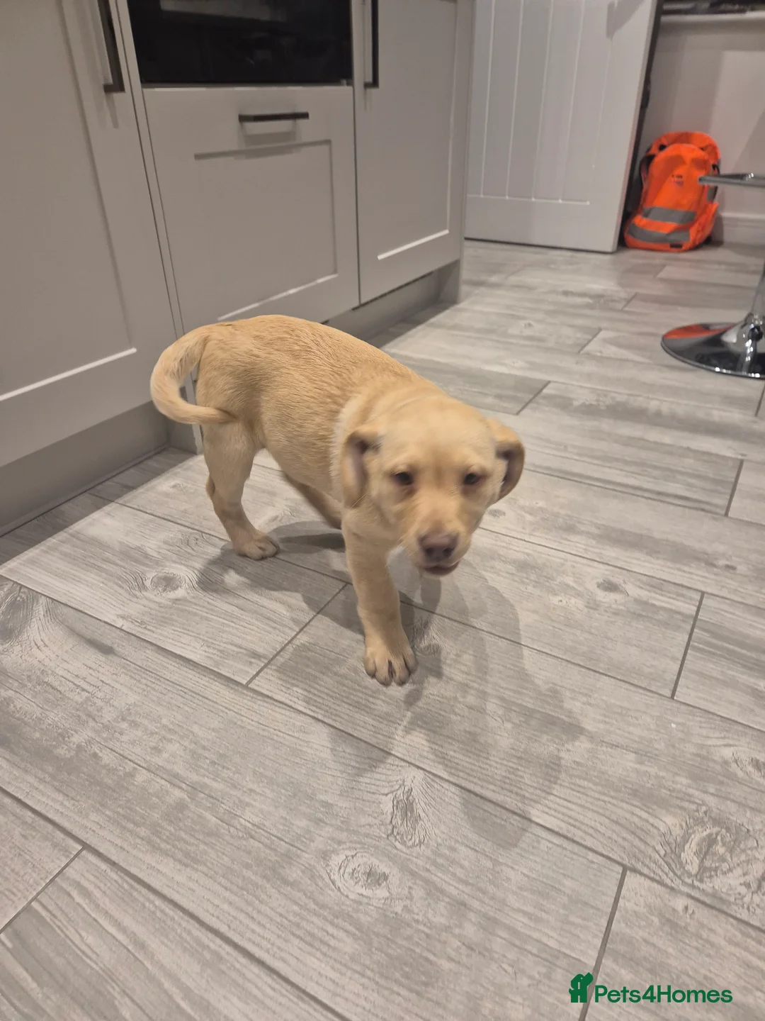 Labrador Retriever dogs for sale: Labrador Retriever last puppy  - Advert 8