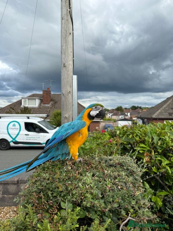Macaws birds - Advert 11