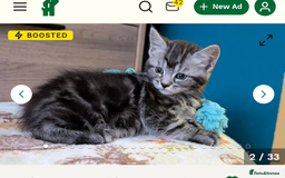 Mixed Breed cats for sale: 2 Beautiful kittens  - Image 4