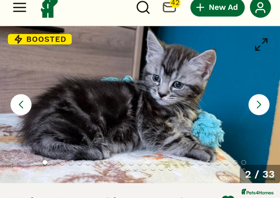 Mixed Breed cats for sale: 2 Beautiful kittens  - Image 4