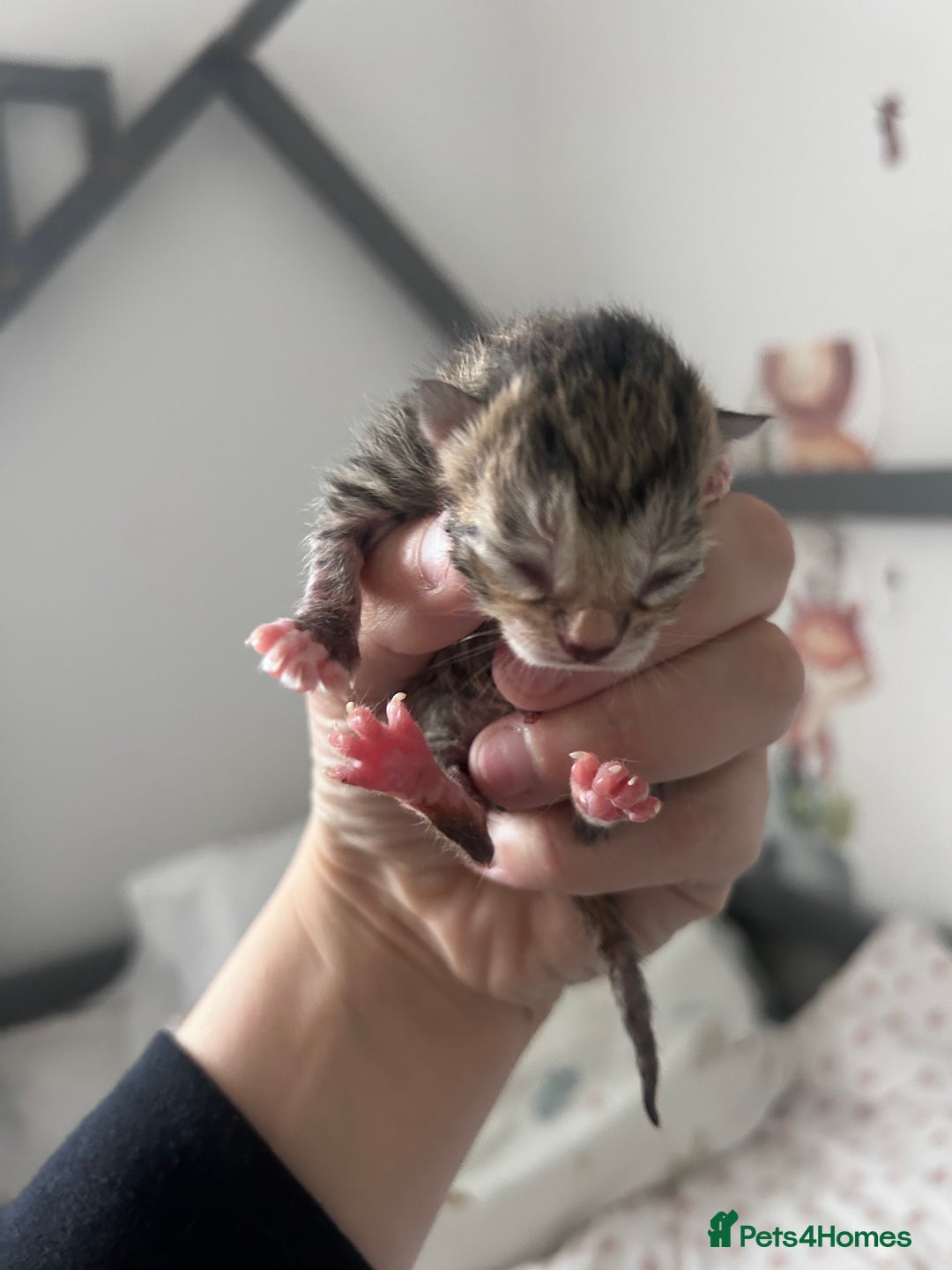 Mixed Breed cats for sale: 2 black & silver (tortoise shell) LEFT  - Image 6