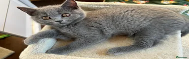 Scottish Fold 1