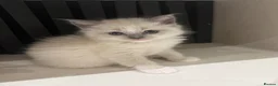 Ragdoll cats for sale: Ragdoll kittens full breed  - Advert 12