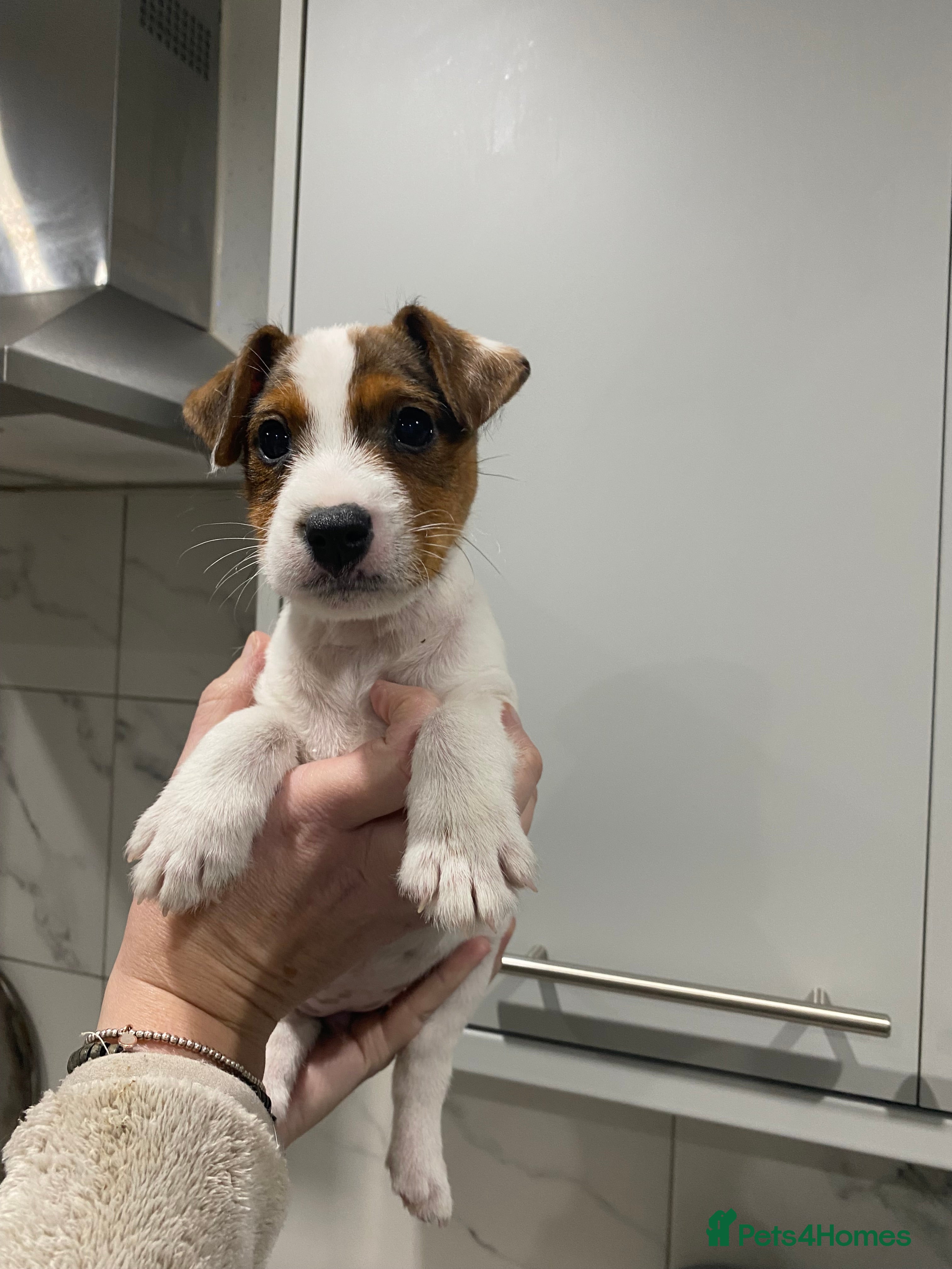 Parson Russell dogs Lovely Parson Female Puppy - Advert 4