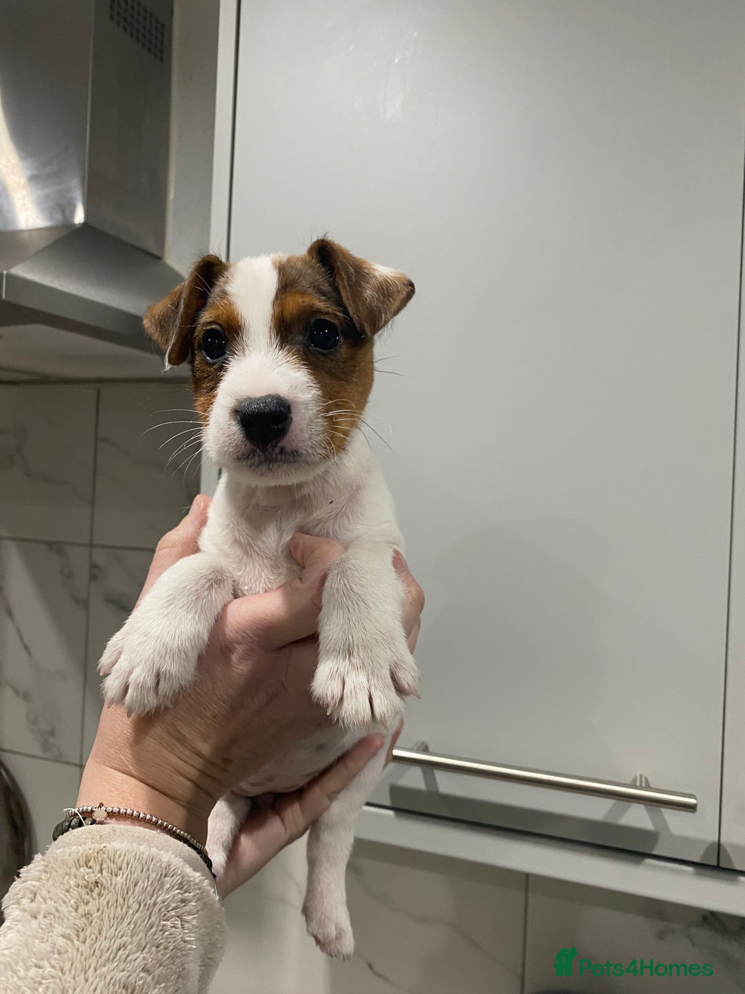 Parson Russell dogs for sale: Lovely Parson Female Puppy - Advert 1