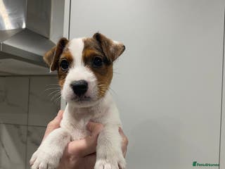 Parson Russell dogs Lovely Parson Female Puppy - Advert 1