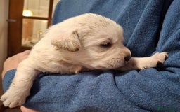 Labrador Retriever dogs for sale: Quality, Show Bred, Yellow Puppies - Image 10