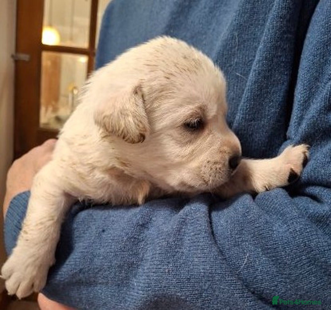 Labrador Retriever dogs for sale: Quality, Show Bred, Yellow Puppies - Image 10