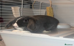 English Lop rabbits for sale: Male and Female rabbit  - Image 2