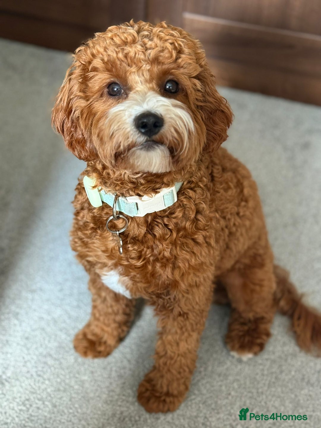 Cavapoo dogs for sale: Cavapoo F1b fully health tested  - Image 17