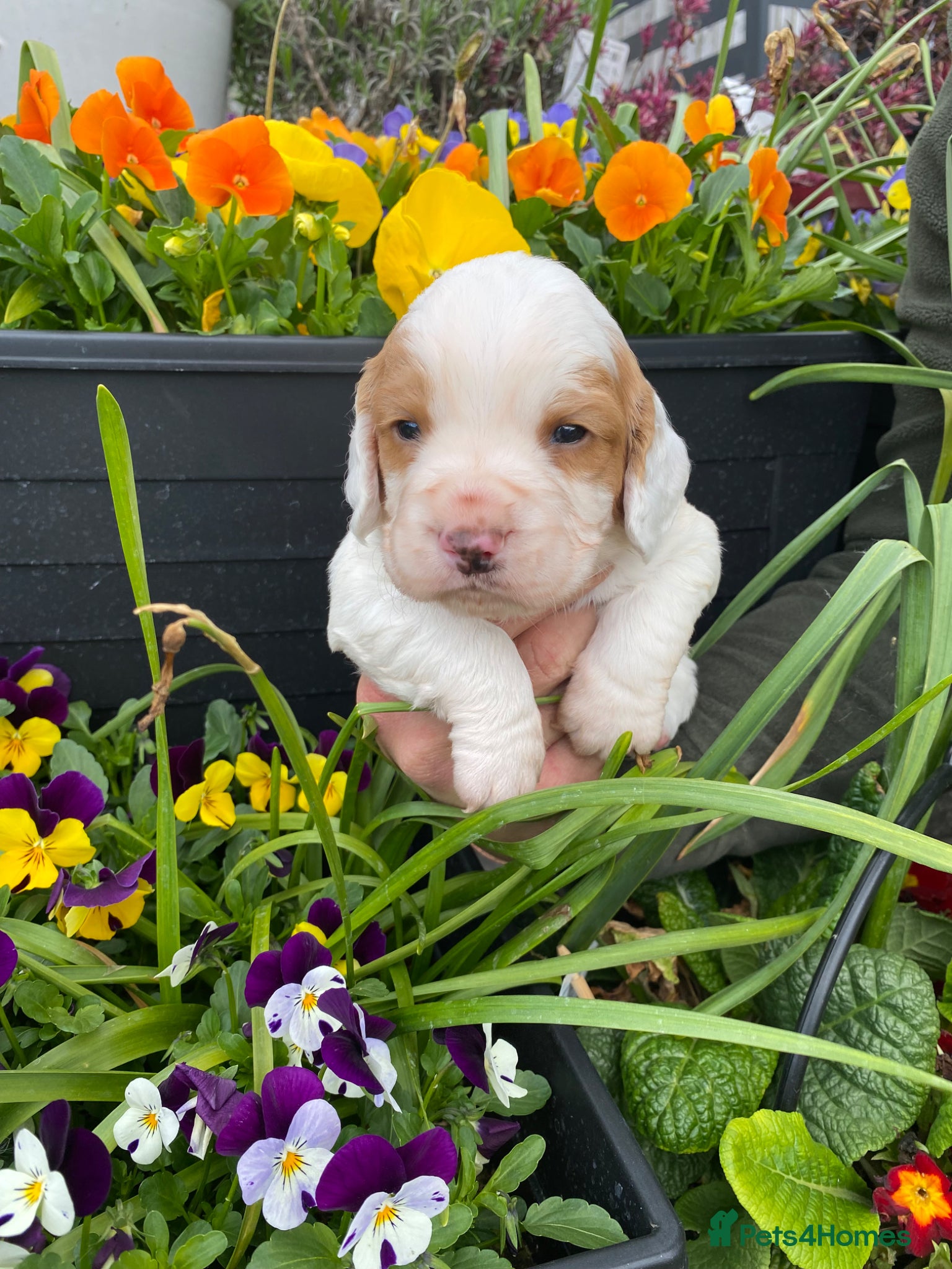 Cocker Spaniel dogs Cocker Spaniel Puppies  - Advert 8