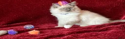 Ragdoll cats for sale: ChampionBloodline 5GENpedigree BSH GCCFreg.parents - Advert 13