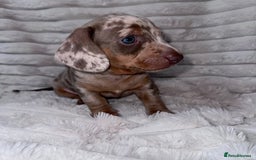 Miniature Dachshund dogs for sale: kc miniature dachshunds  - Image 11