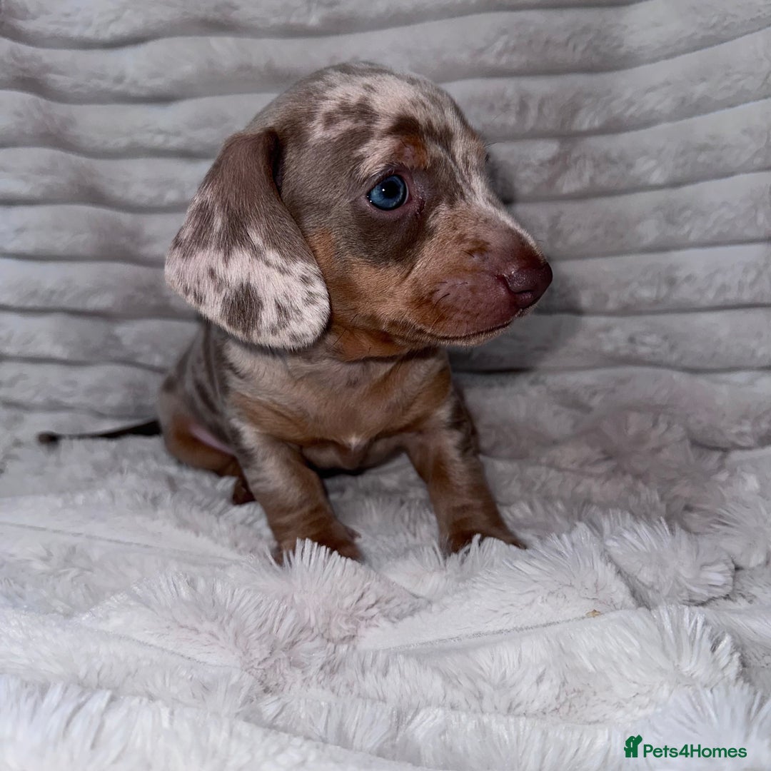 Miniature Dachshund dogs for sale: kc miniature dachshunds  - Image 11