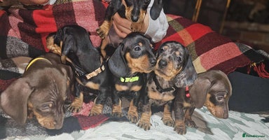 Miniature Dachshund dogs - Advert 1
