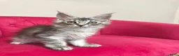 Maine Coon cats for sale: MaineCoon Kittens 🏆20+Gen🧬 Outstadning Pedigree - Advert 37