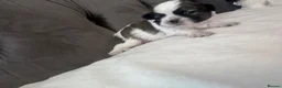 Shih Tzu dogs for sale: Standard Shih Tzu puppies  - Advert 15