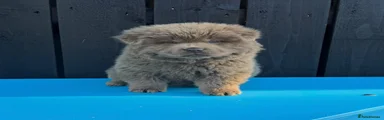 Rare lilac chow chow male 3 