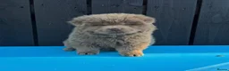 Chow Chow dogs for sale: Exotic colour male chow chow puppies for sale  - Advert 28