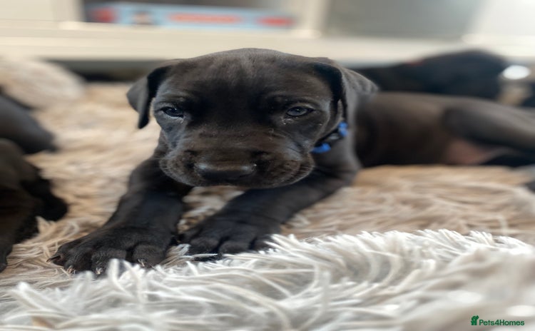 Great Dane dogs - Advert 1