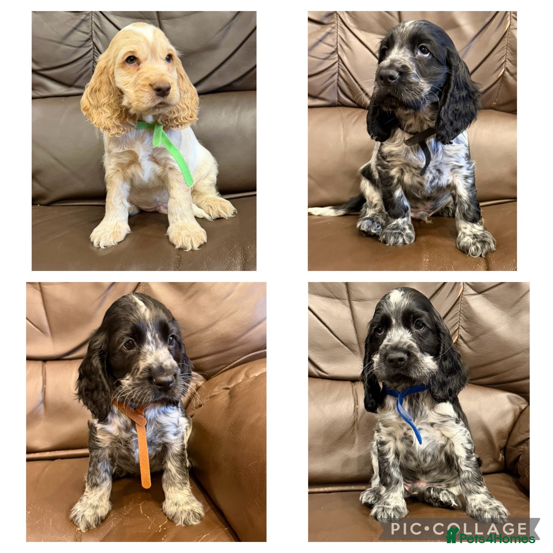 Cocker Spaniel dogs for sale: KC registered Cocker Spaniel Pups DNA Tested - Advert 1