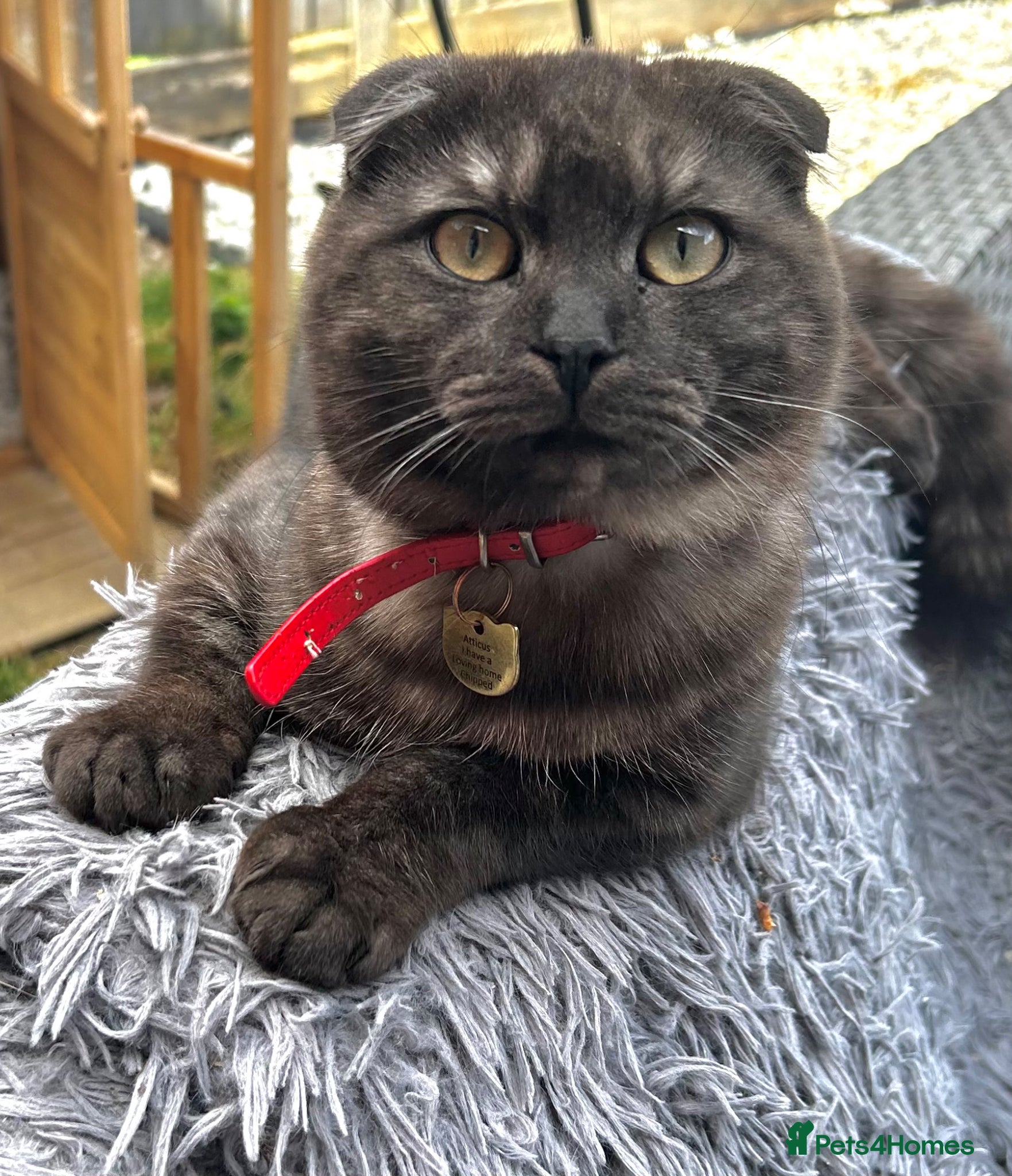 Scottish Fold cats 2 year old Scottish fold male to go to good home  - Advert 16