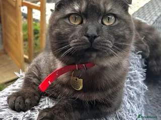 Scottish Fold cats 2 year old Scottish fold male to go to good home - Advert 16