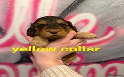 Cockapoo dogs for sale: *STUNNING F1 COCKAPOO PUPPIES* - Advert 21