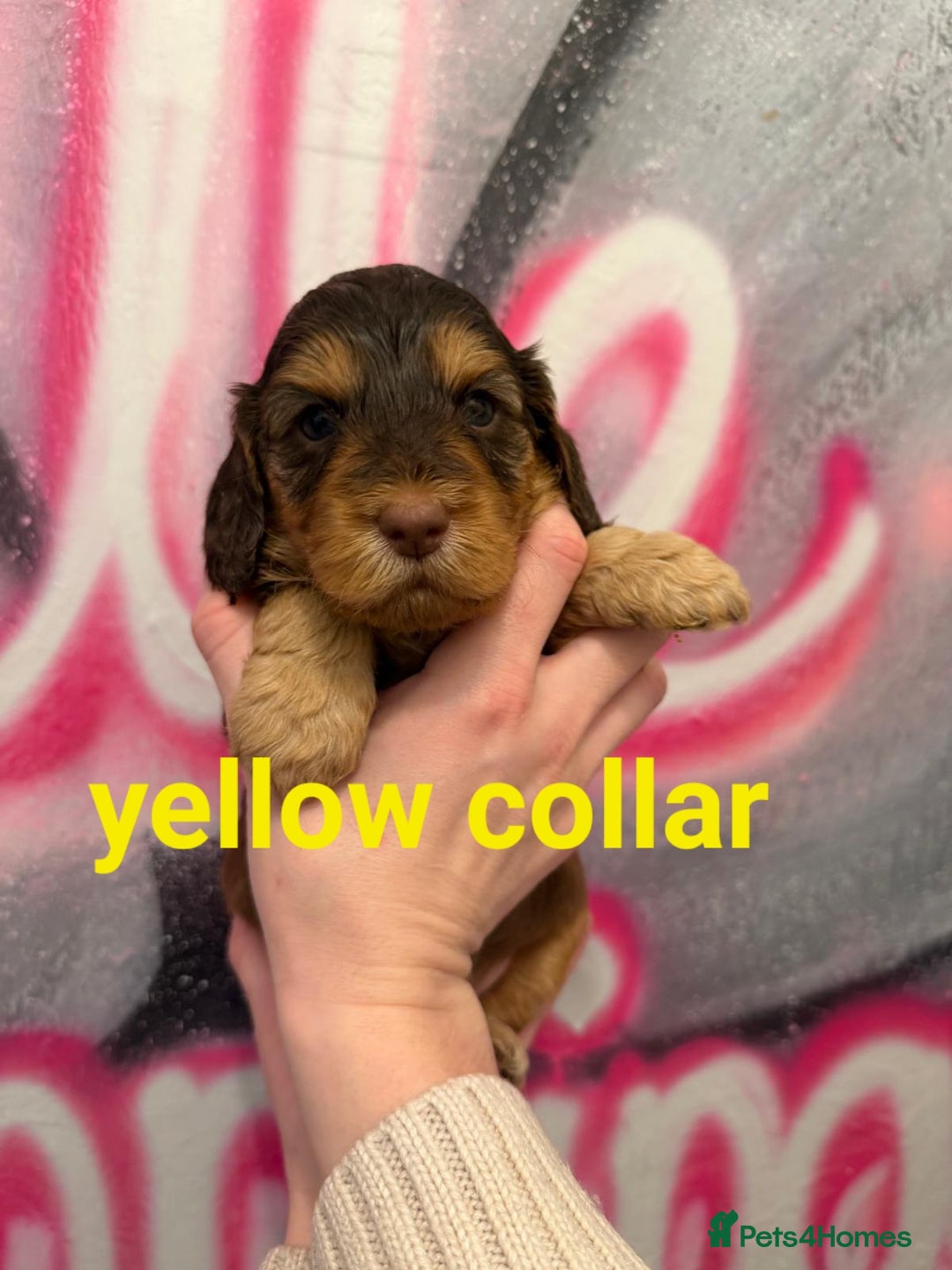 Cockapoo dogs for sale: *STUNNING F1 COCKAPOO PUPPIES* - Advert 21