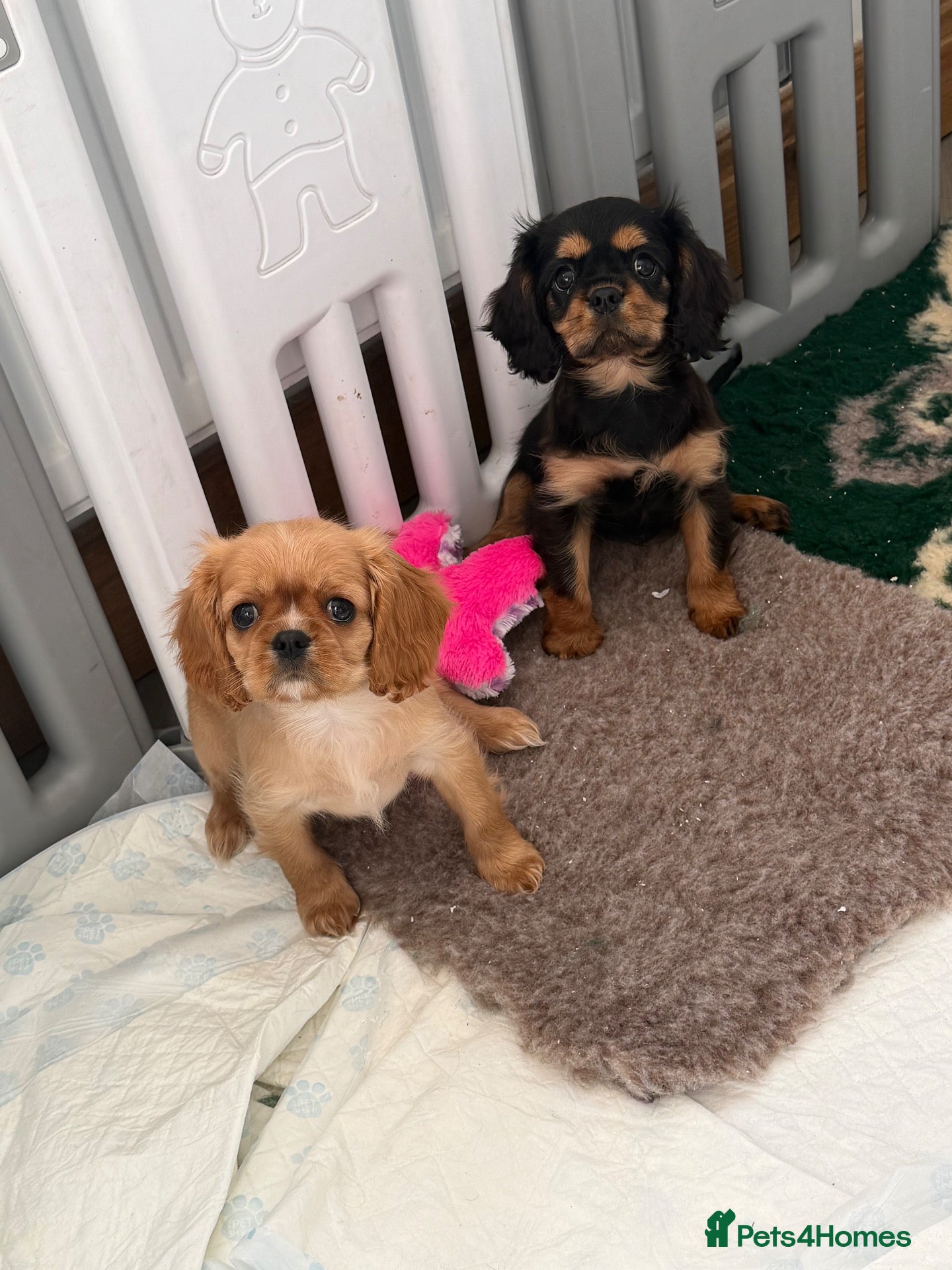 Cavalier King Charles Spaniel dogs Kennel club registered cavalier King Charles pups  - Advert 6