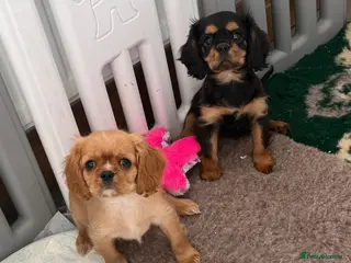 Cavalier King Charles Spaniel dogs Kennel club registered cavalier King Charles pups - Advert 6