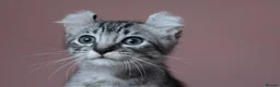 American Curl cats for sale: Pure American curl kittens  - Advert 5