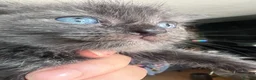 Siberian cats for sale: Fluffy Siberian kittens looking for cuddles - Advert 7