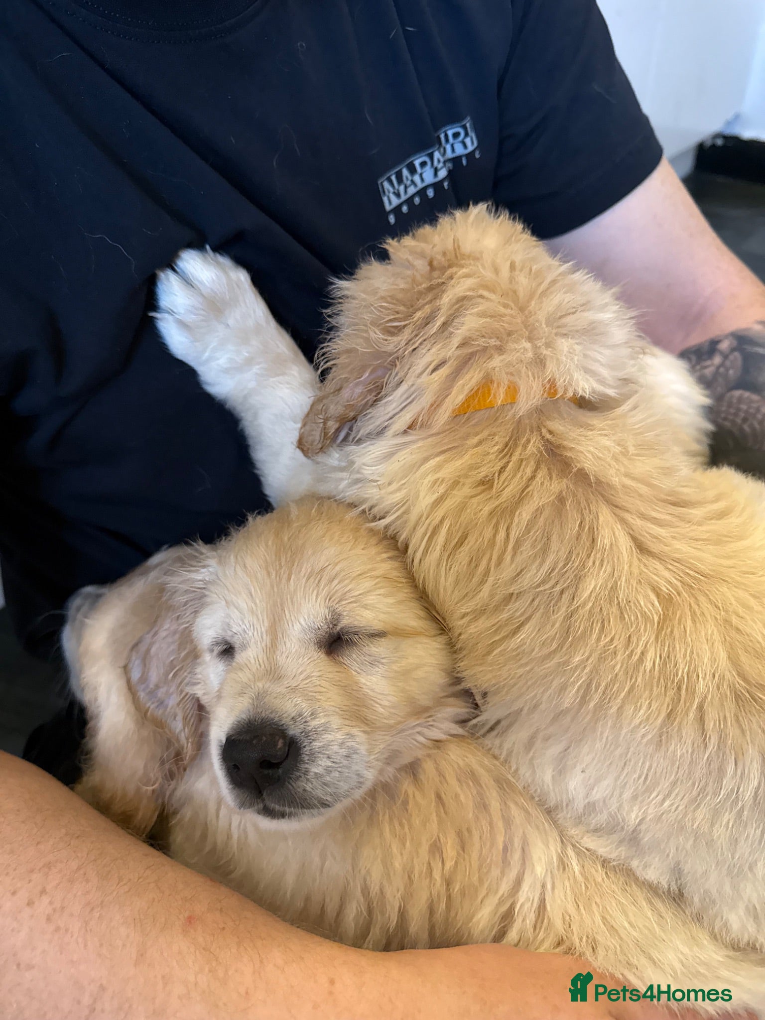 Golden Retriever dogs KC Registered Golden Retriever puppies.  - Advert 2