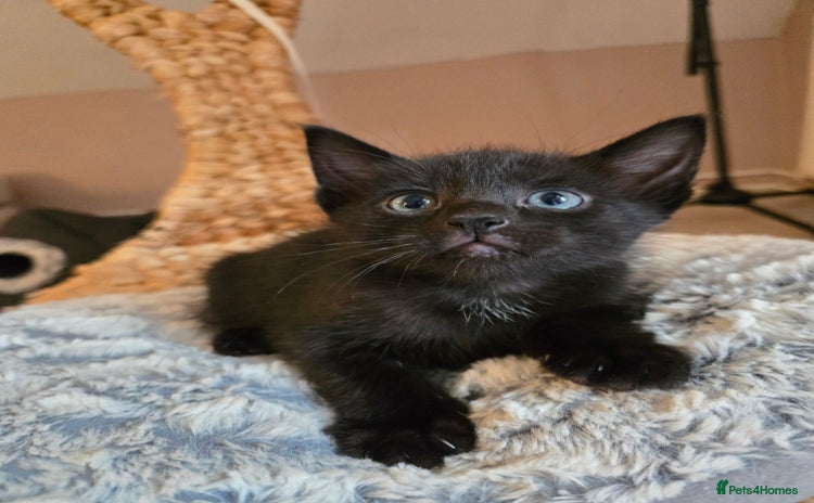 Mixed Breed cats - Advert 4