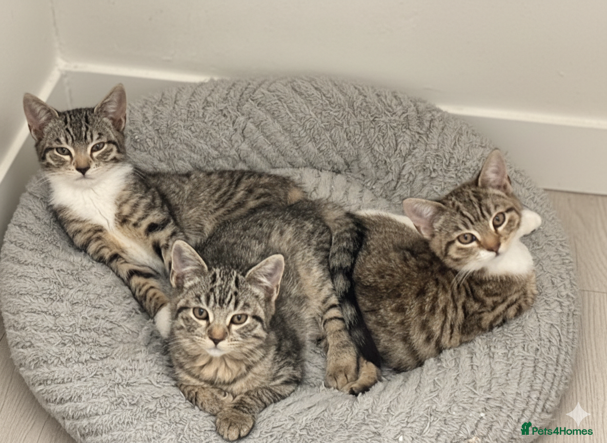 Mixed Breed cats Tabby kittens available  - Advert 3