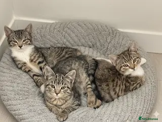 Mixed Breed cats Tabby kittens available - Advert 4