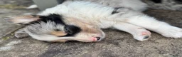Border Collie dogs for sale: Gorgeous Collie Pups Mum ISDS Registered - Advert 4