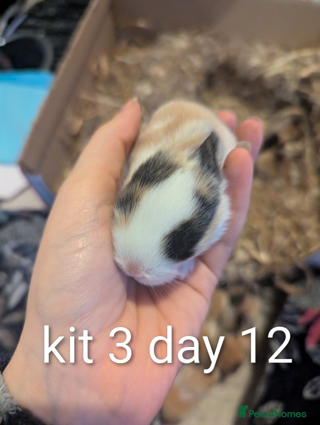 Mini Lop rabbits for sale: Pure bred mini lop babies (indoor only homes) - Advert 4