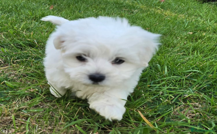 Maltese dogs - Advert 1