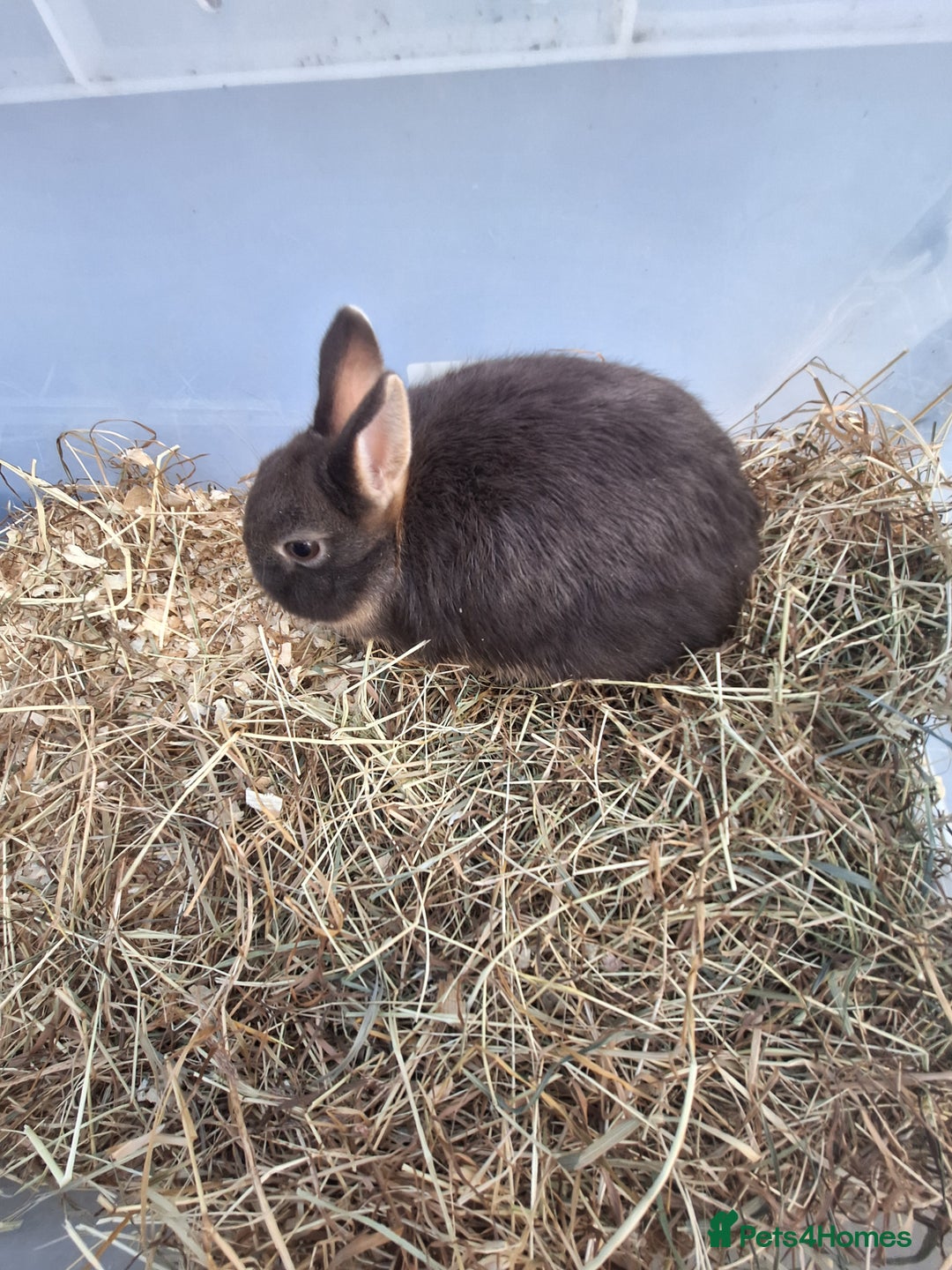 Netherland Dwarf rabbits for sale: 4 baby Netherland dwarf rabbits for sale £50 each  - Image 7