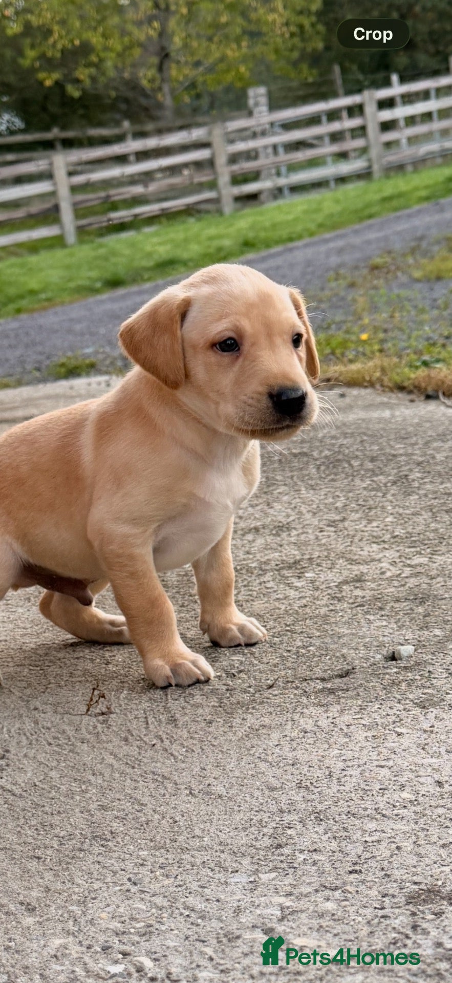 Labrador Retriever dogs Stunning litter of lab puppies for new homes🏡💙🩷 - Advert 2