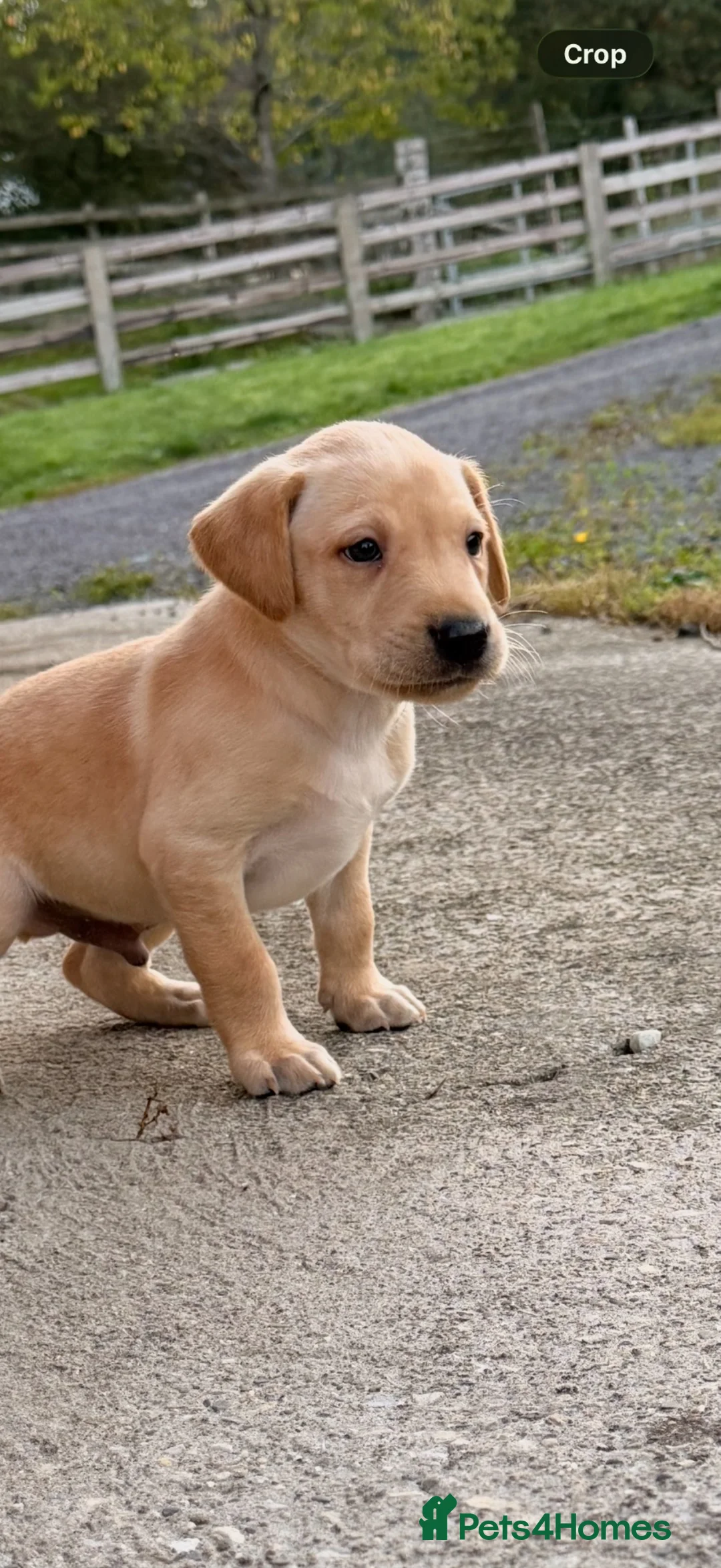 Labrador Retriever dogs for sale: Stunning litter of lab puppies for new homes🏡💙🩷 in Meifod - Advert 2