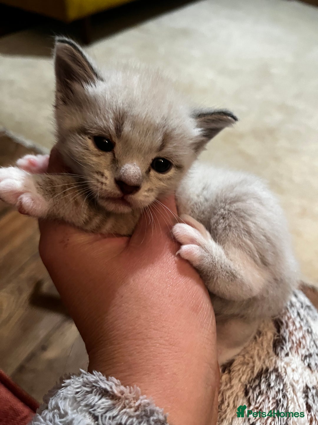 Mixed Breed cats for sale: Kittens for sale - Image 18