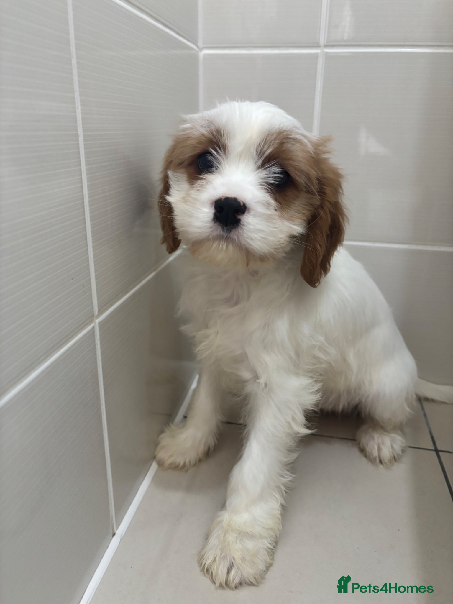 Cavapoo dogs Cavapoo puppies  - Advert 11