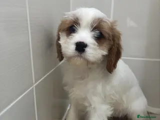 Cavapoo dogs Cavapoo puppies - Advert 11