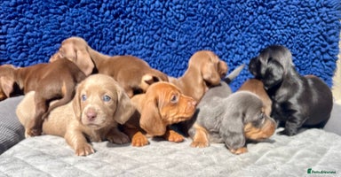 Dachshund dogs - Advert 9
