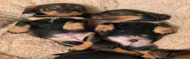 Dachshund 1
