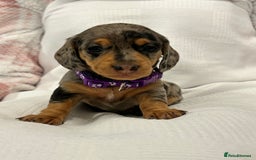Miniature Dachshund dogs for sale: Beautiful Miniature dachshund puppies - Image 7