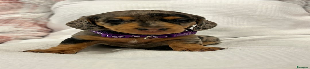 Purple collar